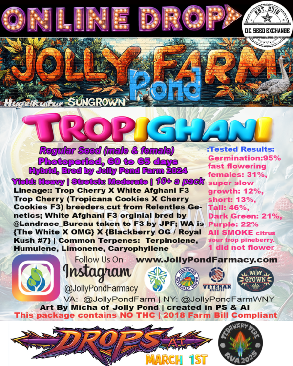 Tropighani F1 (Trop Cherry x White Afghani) 12 Regular Seeds - Image 3