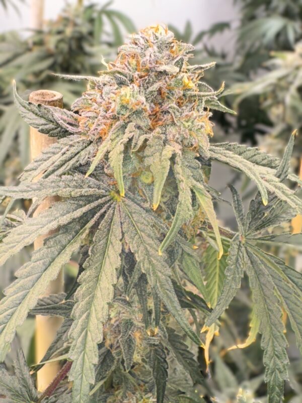 Z Lime Razzle (Z Lime Pie x Mosca's Razzberries) 6 Feminized Seeds