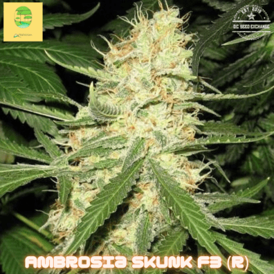 Ambrosia Skunk F3 (Berry White 'cut-only' x Nor-Cal Pineapple Skunk F3) 10 Regular Seeds