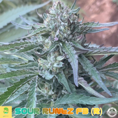 Ambrosia Sour RUntz F3 IG