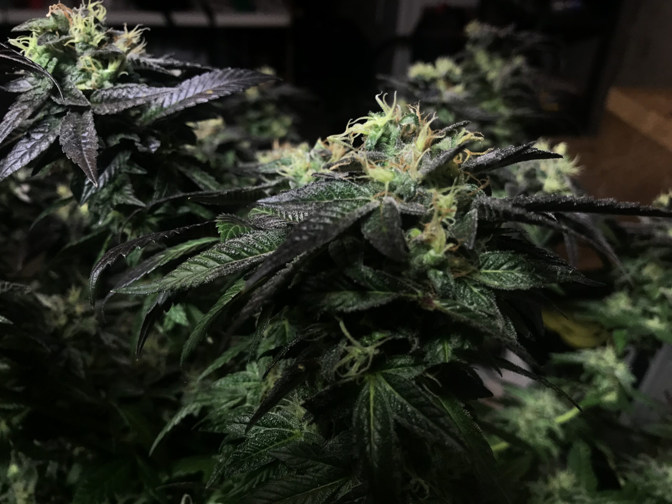 American Roadkill (American Skunk Selection x Roadkill Skunk) 12 Feminized Seeds