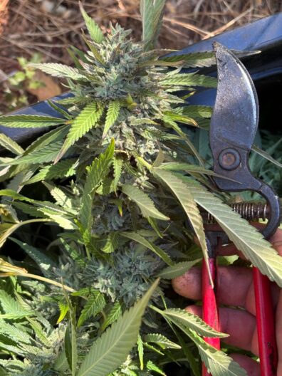 Ape of Kabul F3 (Gorilla Glue #4 'cut-only' x Afghani #1) 10 Regular Seeds