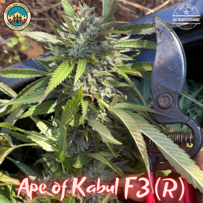 Ape of Kabul F3 (Gorilla Glue #4 'cut-only' x Afghani #1) 10 Regular Seeds
