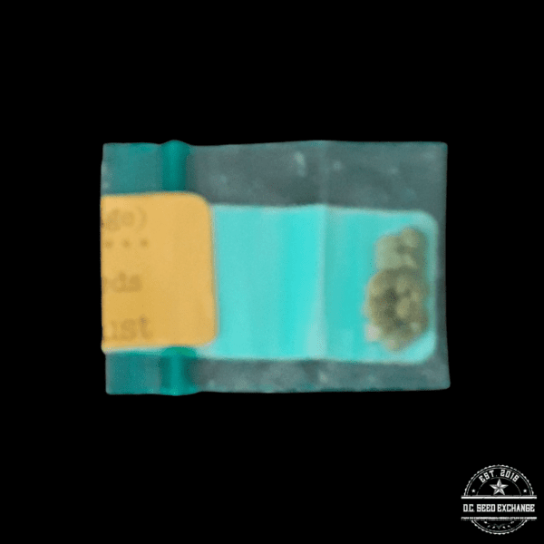 Nierika Seed Trust Acapulco Gold 11 Regular Seeds - Image 2