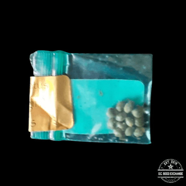 Bodhi Seeds Chem 91 JB x Snow Lotus 11 Regular Seeds - Image 2