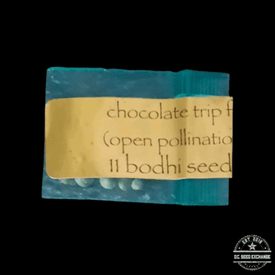 Bodhi Seeds Chocolate Trip F2 (Open Pollination) 11 Regular Seeds