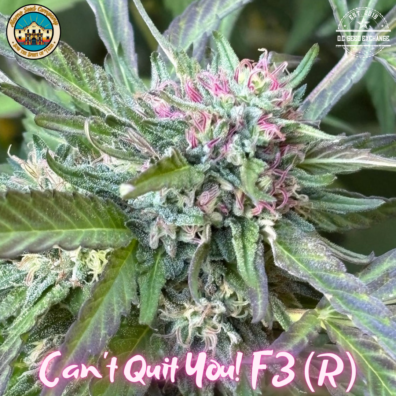 Can't Quit You F3 (Gelato #41 x Sunset Sherbet BX1) 10 Regular Seeds