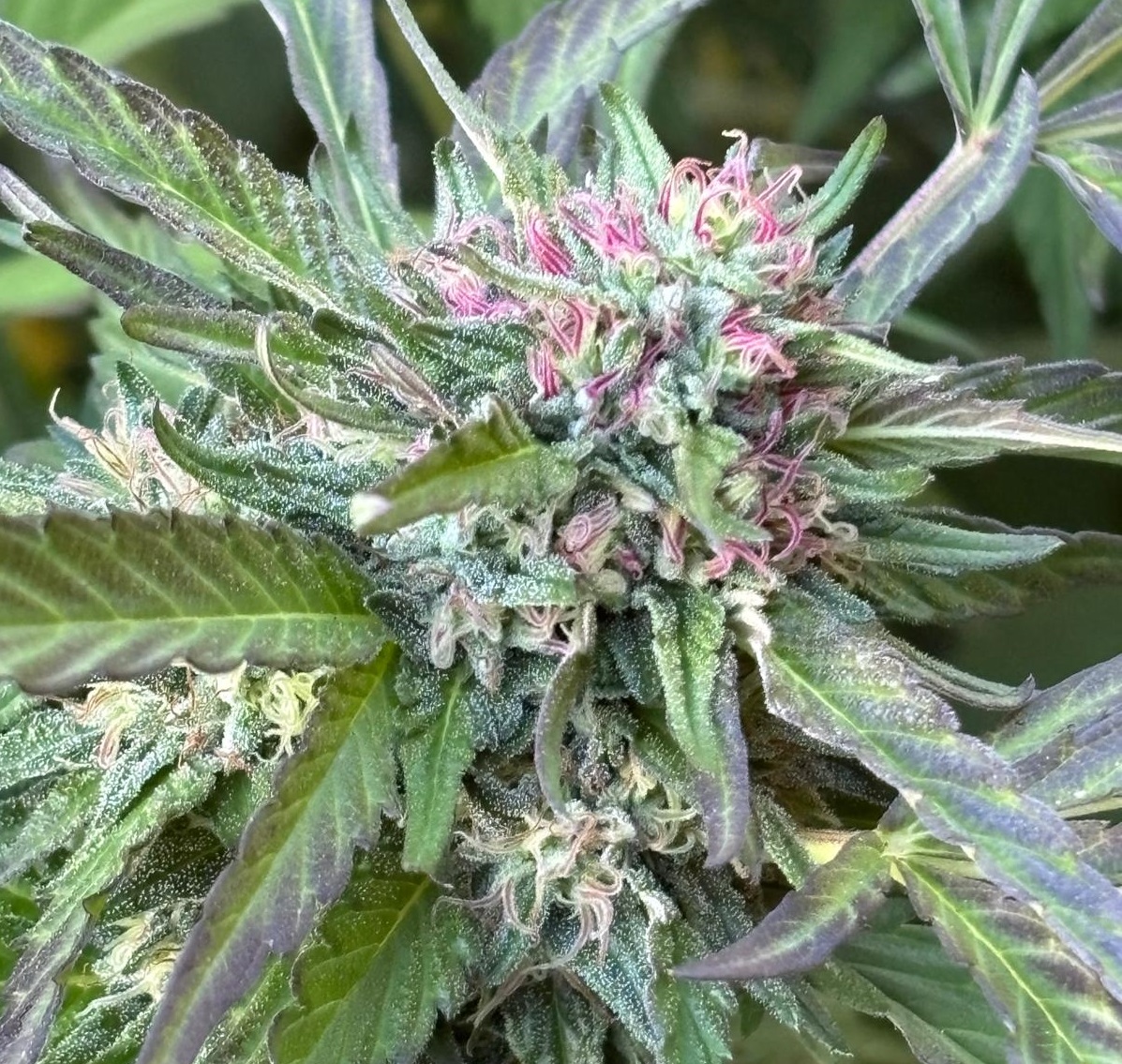 Can't Quit You F3 (Gelato #41 x Sunset Sherbet BX1) 10 Regular Seeds