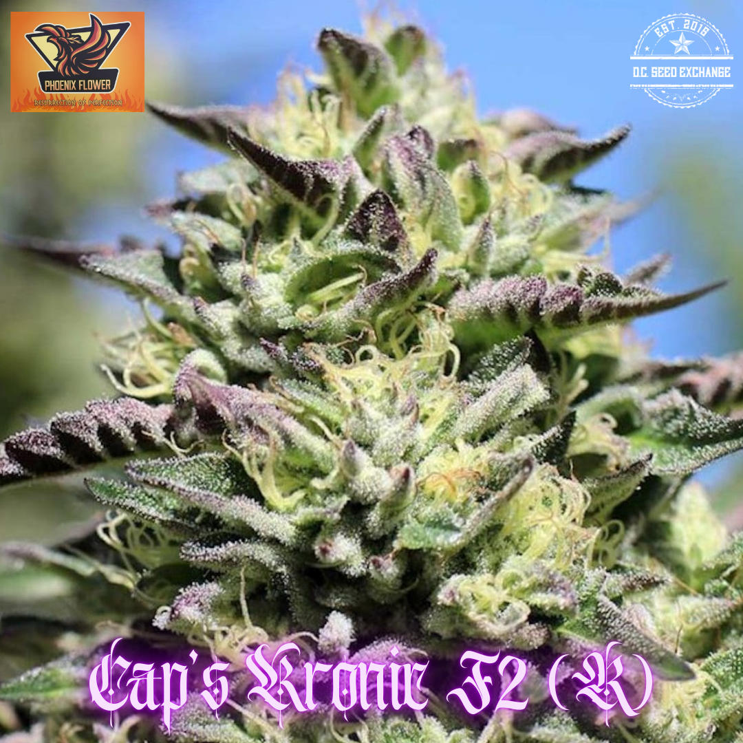 Cap’s Kronic F2 (Cap N’Kush F2 x White OG V.1 F3) 10 Regular Seeds