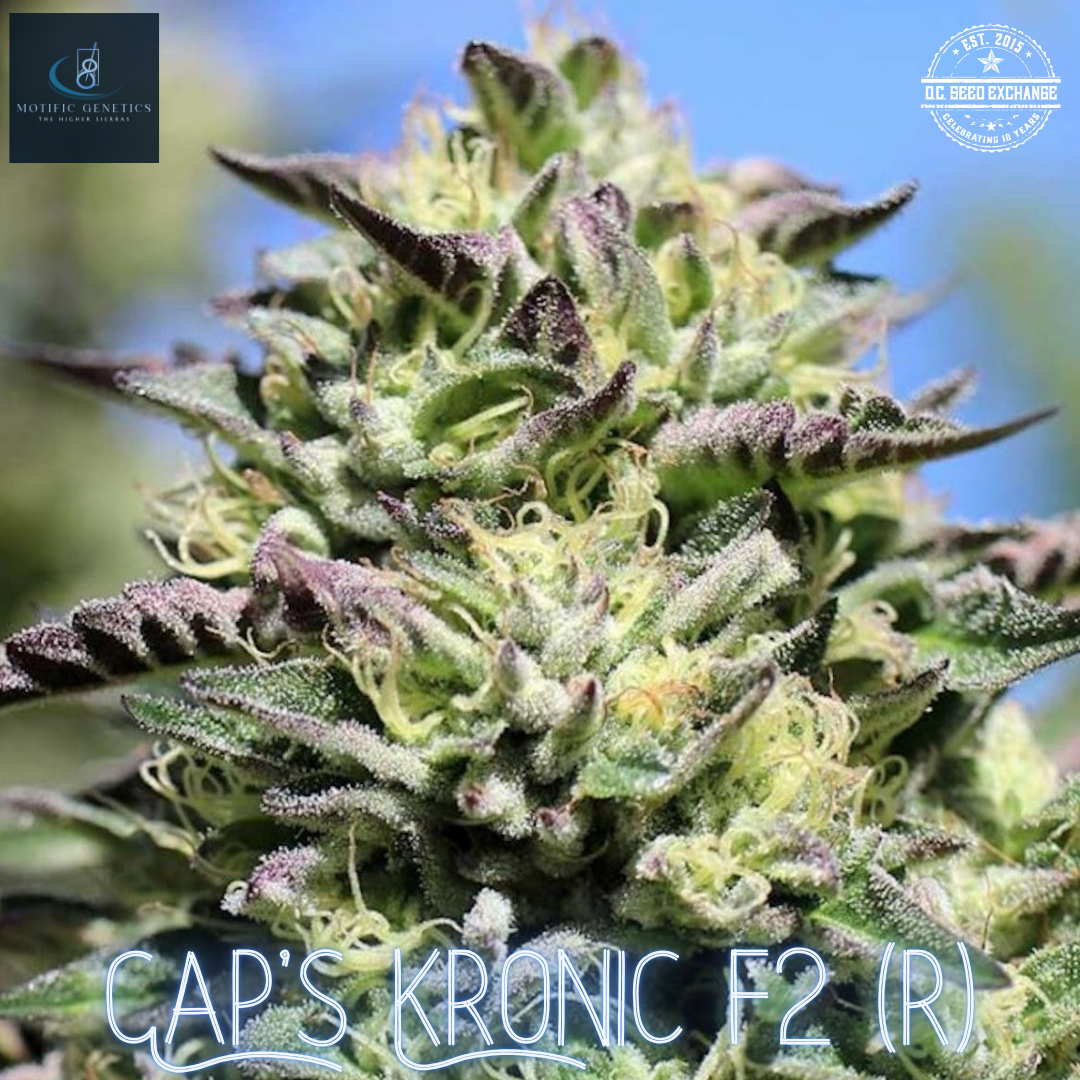 Cap’s Kronic F2 (Cap N’Kush F2 x White OG V.1 F3) 10 Regular Seeds