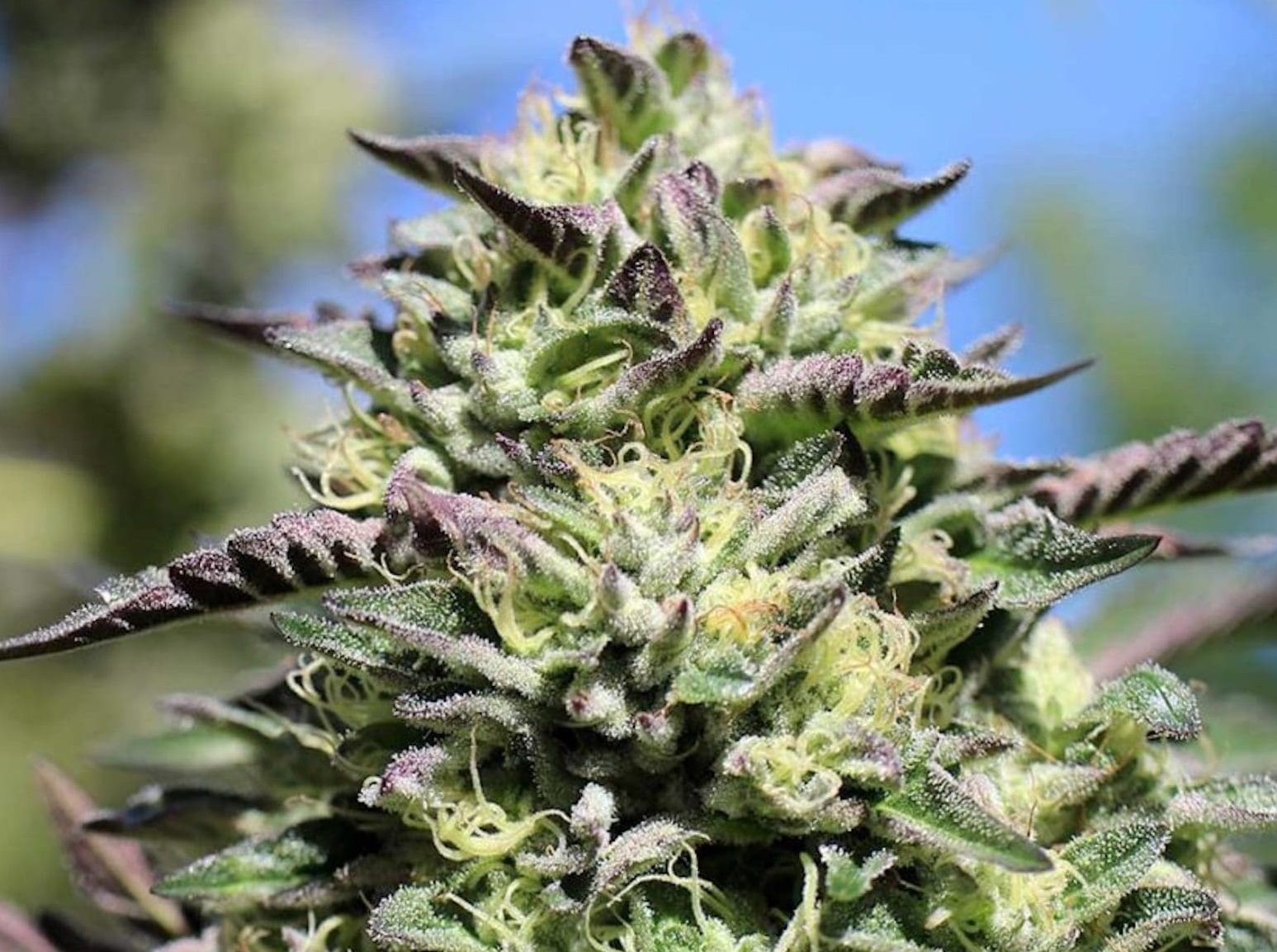 Cap’s Kronic F2 (Cap N’Kush F2 x White OG V.1 F3) 10 Regular Seeds - Image 2