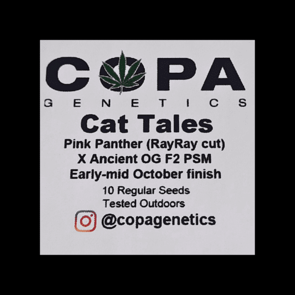 Cat Tales F1 (Pink Panther x Ancient OG F2 PSM) 10 Regular Seeds