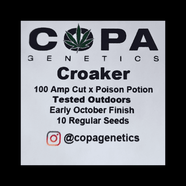 Croaker F1 (100 Amp Cut x Poison Potion) 10 Regular Seeds