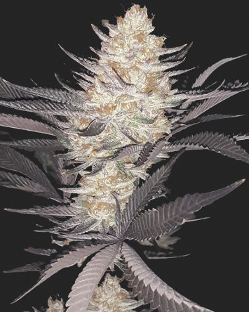Daisy Chain Haze F3 (Blue Euphoria x Candy Haze) 10 Regular Seeds - Image 2