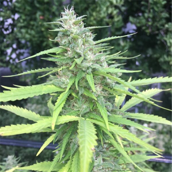 Fruitopia F3 (Nor-Cal Pineapple Thai IBL x Sour Jamaican Lime F3) 10 Regular Seeds - Image 3