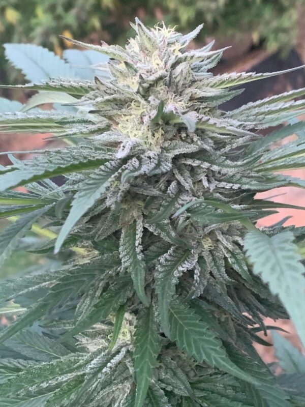 Fruitopia F3 (Nor-Cal Pineapple Thai IBL x Sour Jamaican Lime F3) 10 Regular Seeds - Image 4