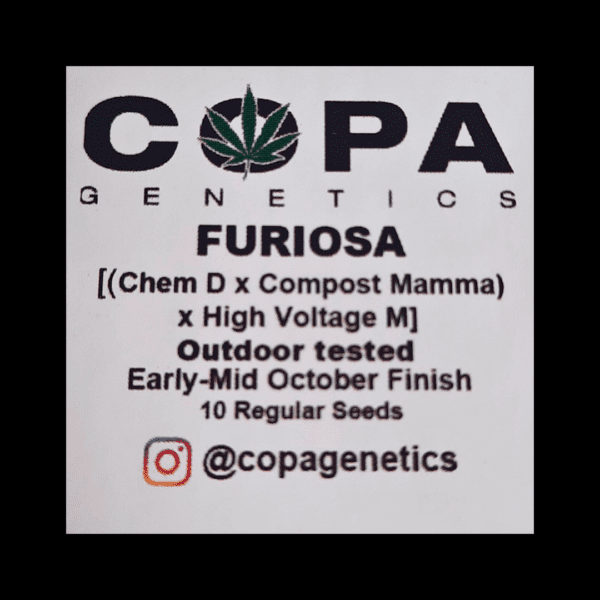 Furiosa F1 ([Chem D x Compost Mamma] × High Voltage) 10 Regular Seeds