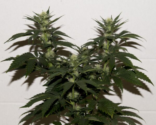 Gas Mask F2 (Gas Breath ‘cut-only’ x Rebel Sour F3) 10 Regular Seeds - Image 2