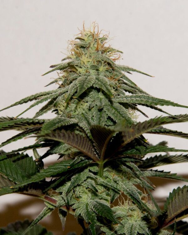 Gas Mask F2 (Gas Breath ‘cut-only’ x Rebel Sour F3) 10 Regular Seeds