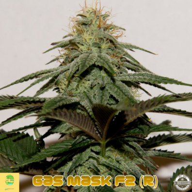 Gas Mask Cola IG