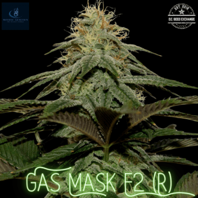 Gas Mask F2 (Gas Breath ‘cut-only’ x Rebel Sour F3) 10 Regular Seeds