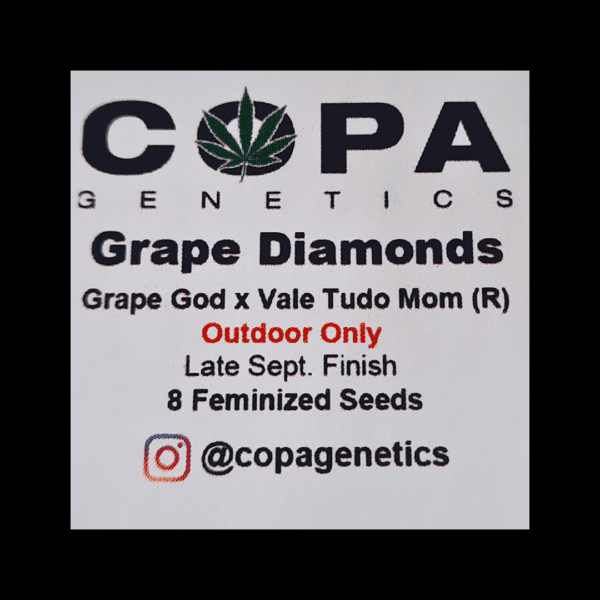 Grape Diamonds (Grape God x Vale Tudo Mom) 8 Feminized Seeds