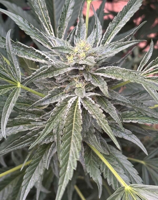 Himalayan Frost F3 (Kashmiri 'cut-only' x Dosidos #22 BX1) 10 Regular Seeds - Image 2