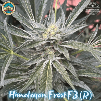 Himalayan Frost F3 (Kashmiri 'cut-only' x Dosidos #22 BX1) 10 Regular Seeds