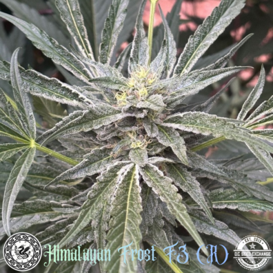 Himalayan Frost F3 IG v2