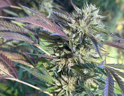 Jamaican Sunset F2