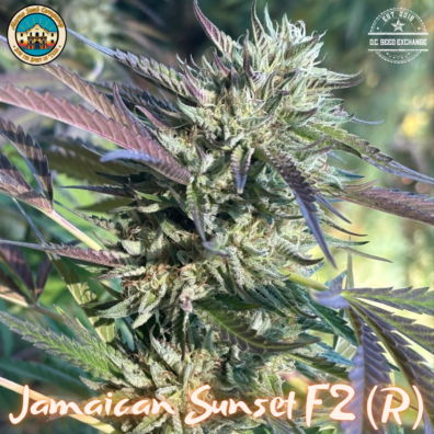 Jamaican Sunset F2 ([Afghani #1 'cut-only'/Sour Jamaican Lime F3] x Sunset Sherbet BX1) 10 Regular Seeds
