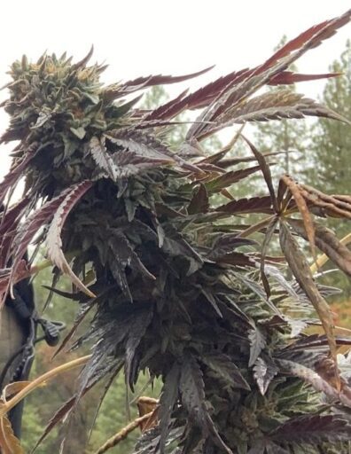 Kashmiri Limonella F3 ([Kashmiri x Gelato #25 /Dosidos #22] x Lemon Venom) 10 Regular Seeds