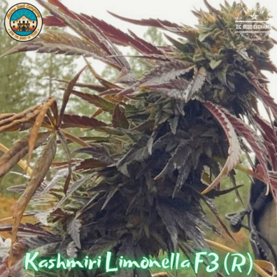 Kashmiri Limonella F3 ([Kashmiri x Gelato #25 /Dosidos #22] x Lemon Venom) 10 Regular Seeds
