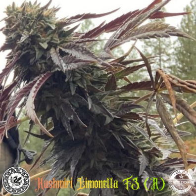Kashmiri Limonella F3 IG v2