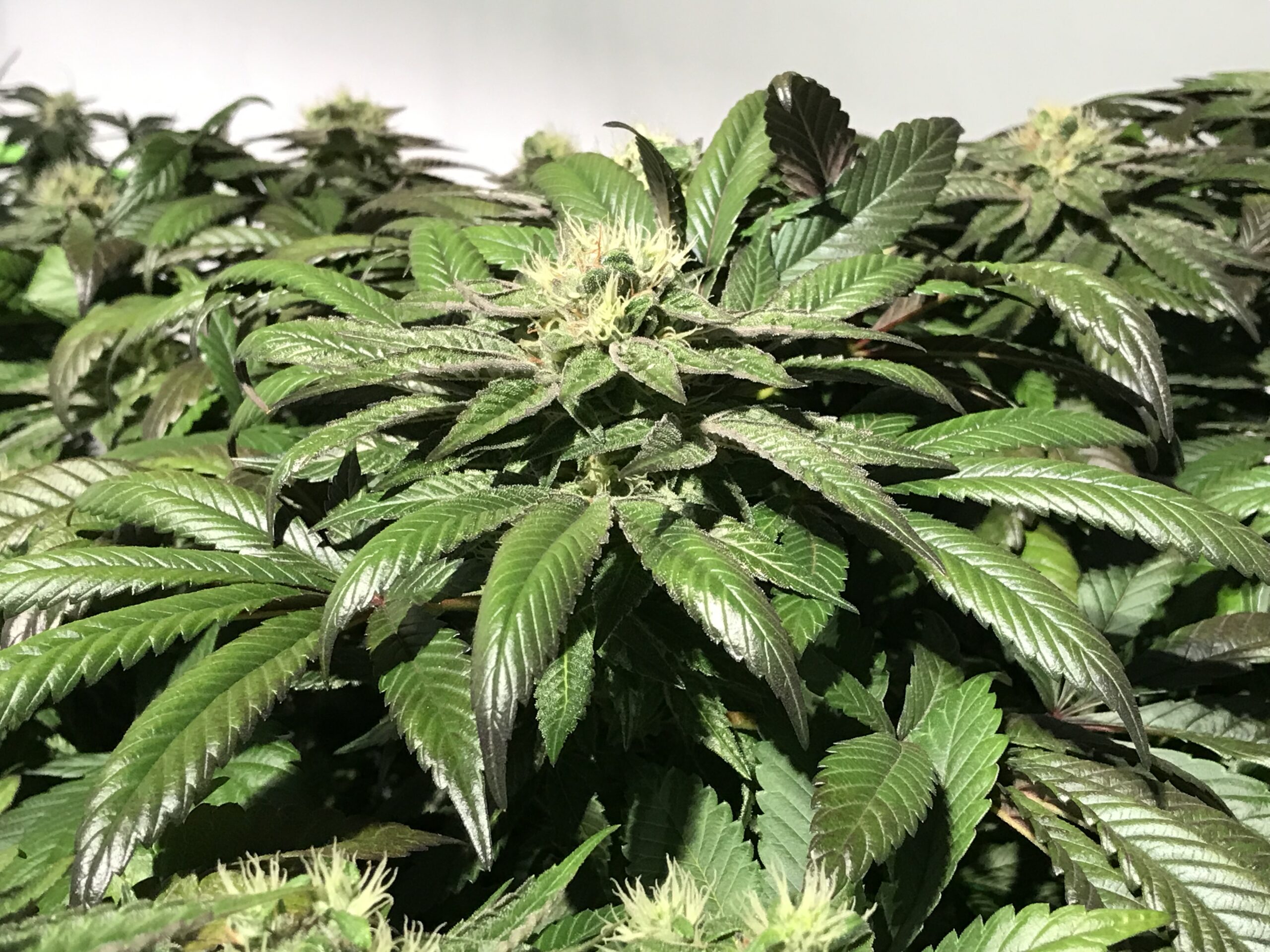 Kitty Cat Skunk (Polecat x Carbon Killerz) 12 Feminized Seeds