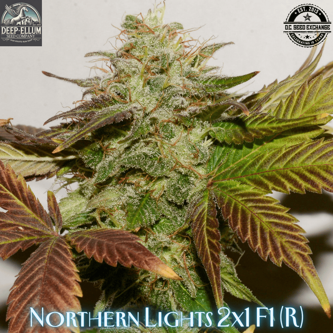 Northern Lights 2x1 F1 (1988 Northern Lights #2 x 1988 Northern Lights #1) 10 Regular Seeds