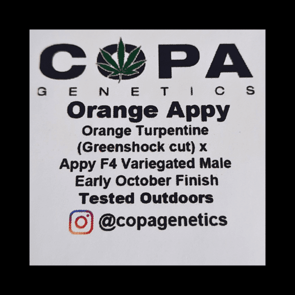 Orange Appy F1 (Orange Turpentine x Appy F4) 10 Regular Seeds