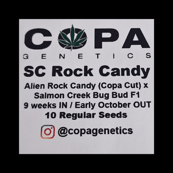 SC Rock Candy F1 (Alien Rock Candy x Salmon Creek Big Bud) 10 Regular Seeds