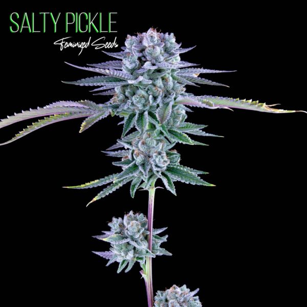 Salty Pickle F1 (Gorilla Butter x Romulan) 6 Feminized Seeds