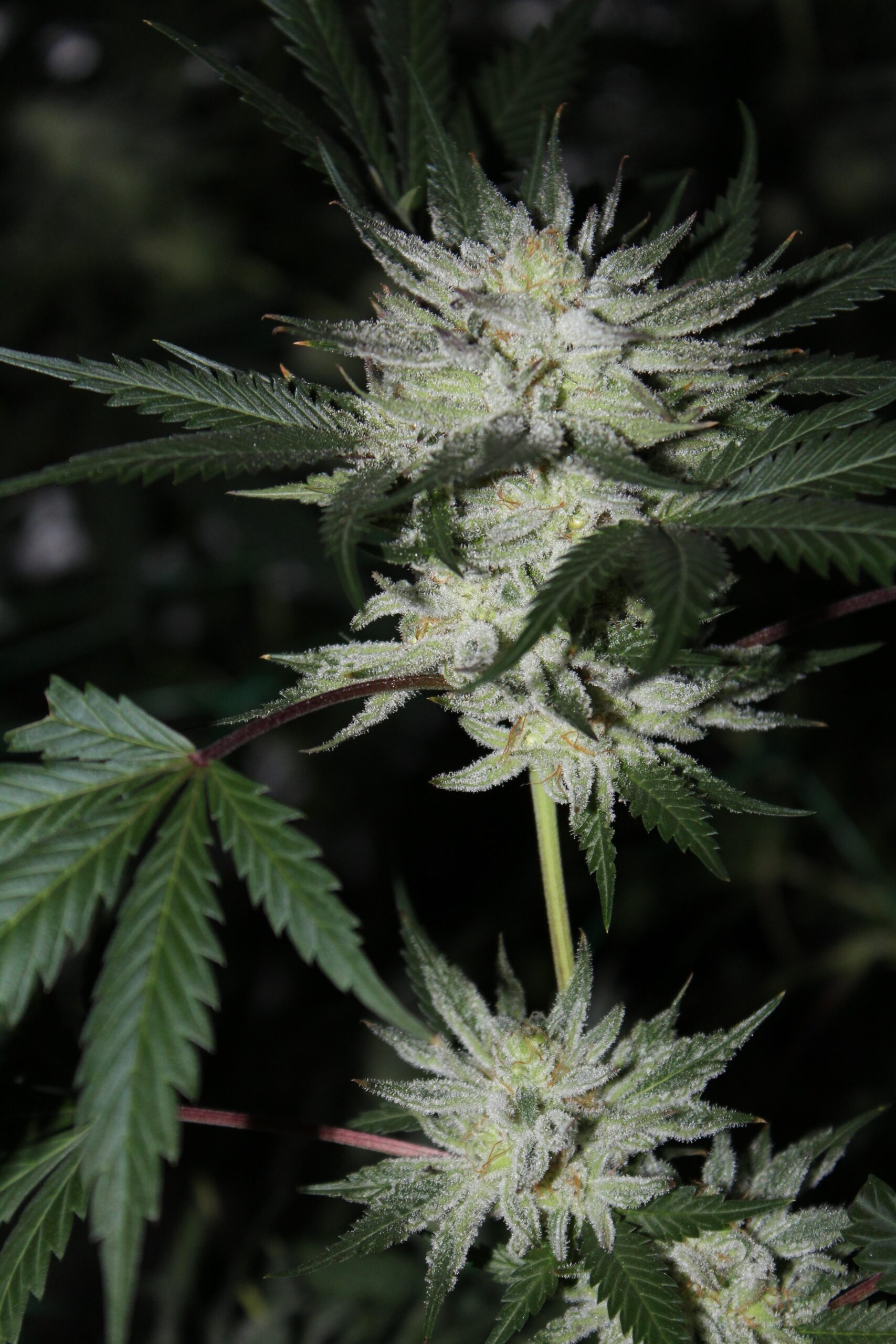 Florida Sweets (Triangle Kush x Platinum Marshmallow) 12 Feminized Seeds
