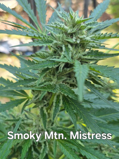 Smoky Mountain Mistress F1 (The Frostitute x Appy F4 Variegated Male) 10 Regular Seeds