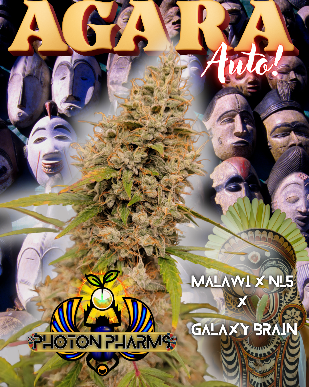 Agara Auto 5 Feminized Autoflower Seeds