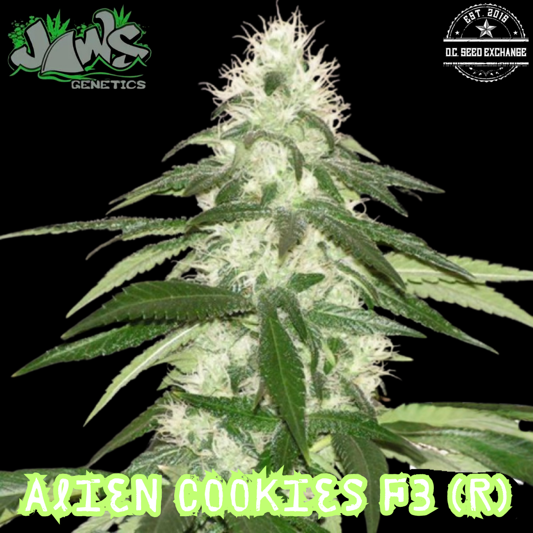 Alien Cookies F3 (Forum Girl Scout Cookies x Alien Dawg F4) 12 Regular Seeds