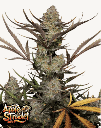 Apple Strudel Auto 3 Feminized Autoflower Seeds