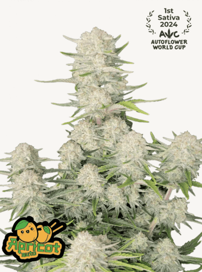 Apricot Auto 3 Feminized Autoflower Seeds