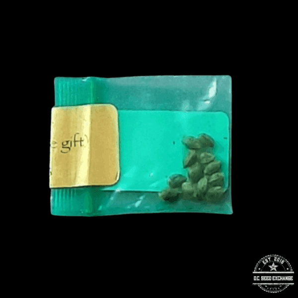 Bodhi Seeds Kush 4 x Snow Lotus 11 Regular Seeds - Image 2