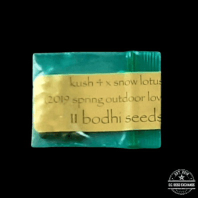 Bodhi Seeds Kush 4 x Snow Lotus 11 Regular Seeds