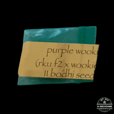 Bodhi Seeds Purple Wookie (Roadkill Unicorn F2 x Wookie 15) 11 Regular Seeds