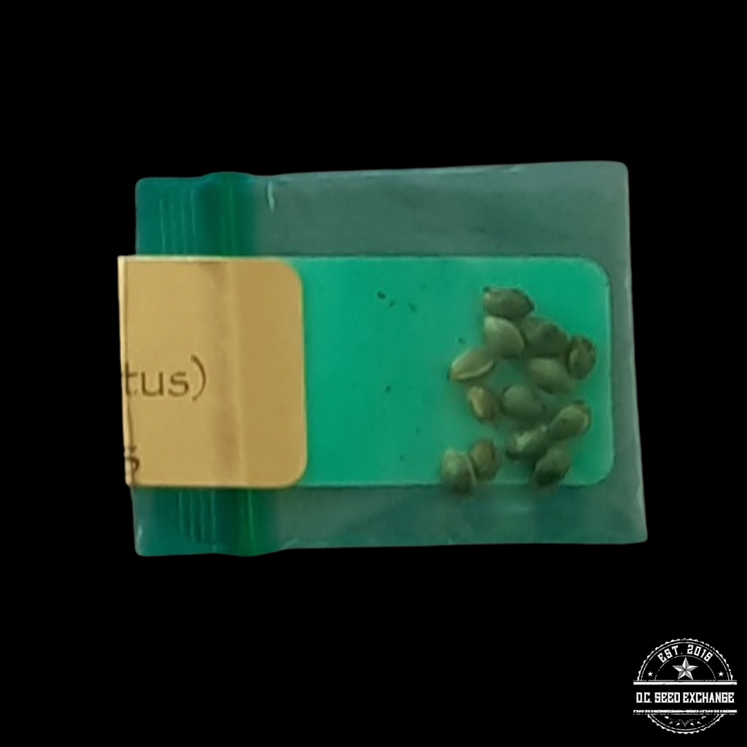 Bodhi Seeds Uplift F1 (Hells Angel OG x Snow Lotus) 11 Regular Seeds - Image 2