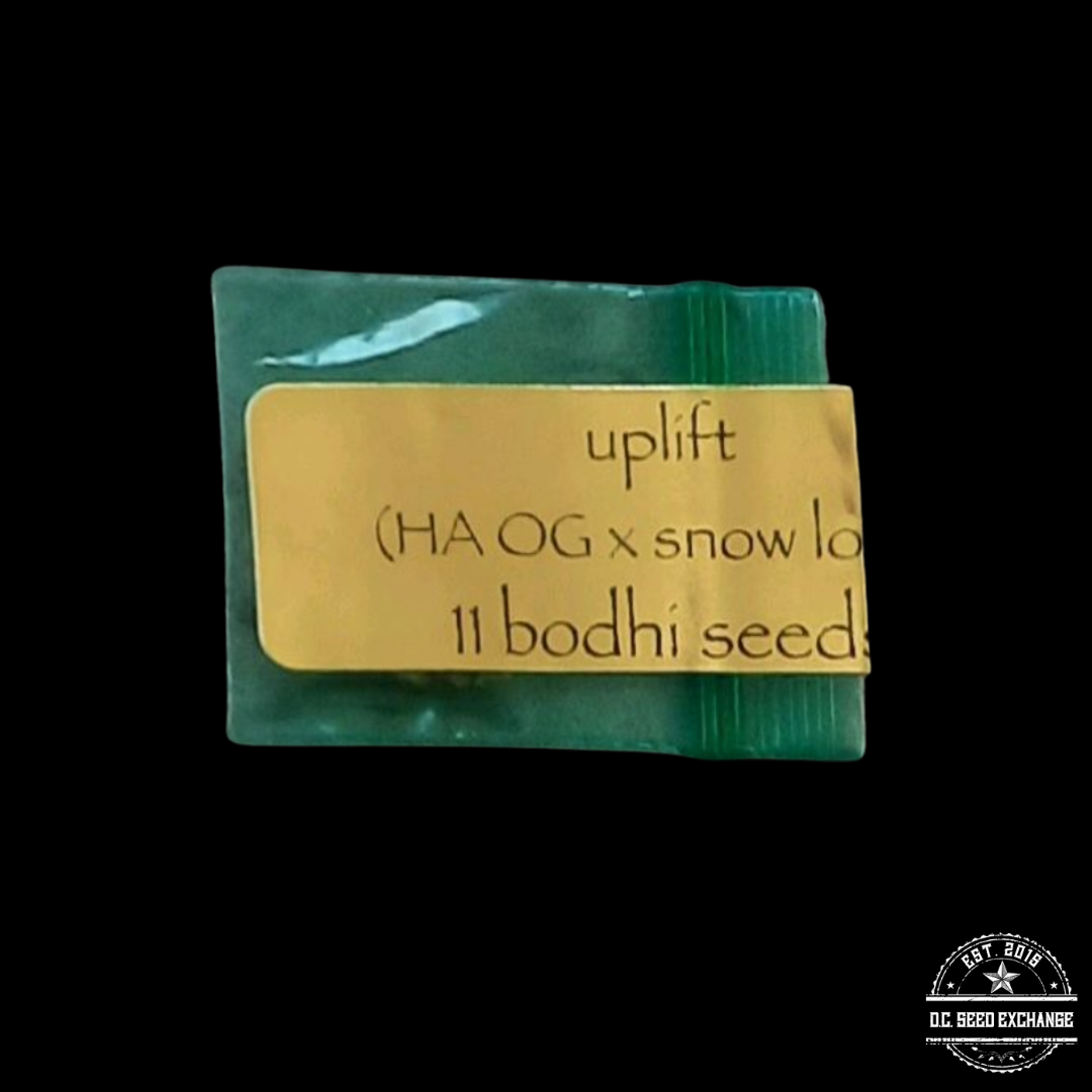 Bodhi Seeds Uplift F1 (Hells Angel OG x Snow Lotus) 11 Regular Seeds
